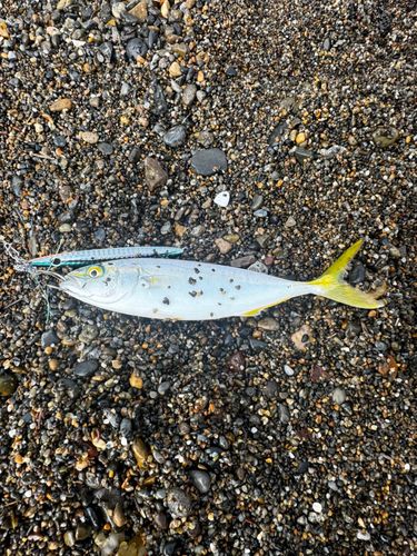 ワカシの釣果