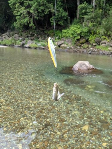 アユの釣果