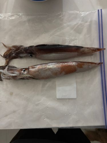 イカの釣果