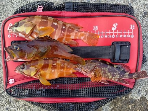 アカハタの釣果