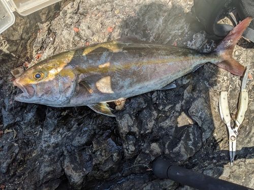 カンパチの釣果