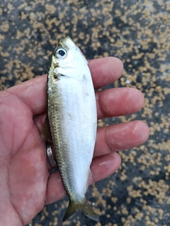 サッパの釣果
