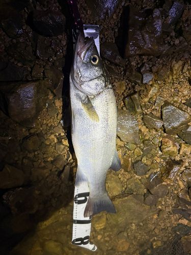 ヒラスズキの釣果