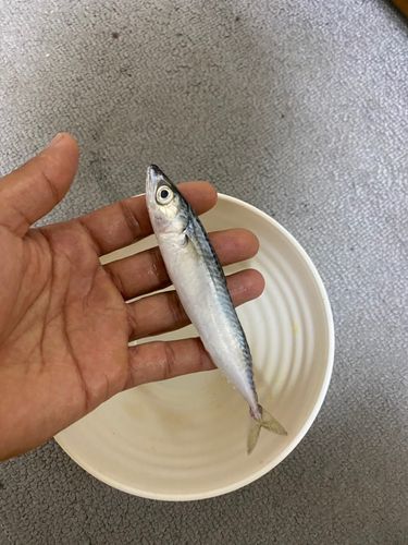アイナメの釣果