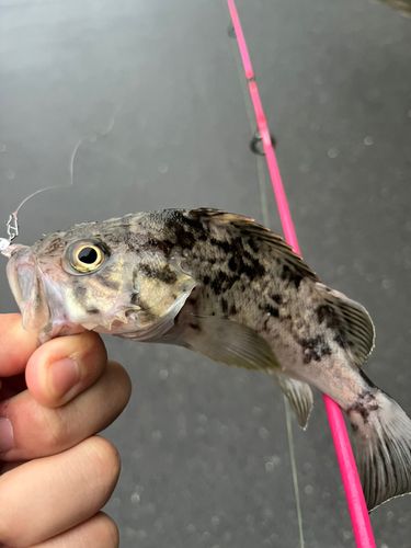 クロソイの釣果