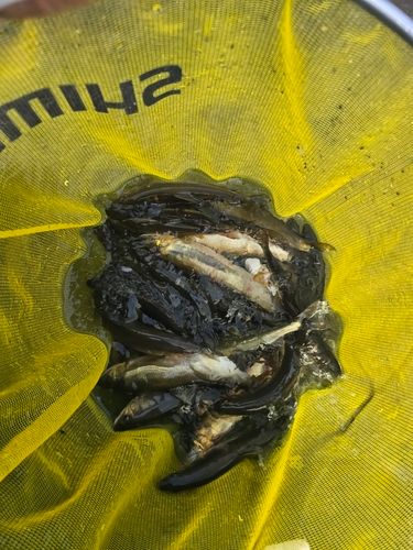 アユの釣果