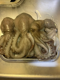 タコの釣果