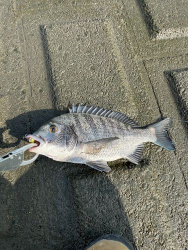 チヌの釣果