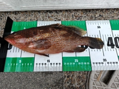 アコウの釣果
