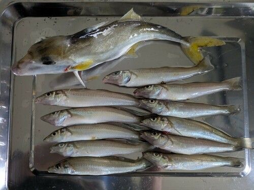キスの釣果