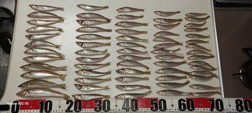 キスの釣果