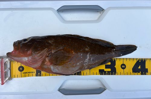 アコウの釣果