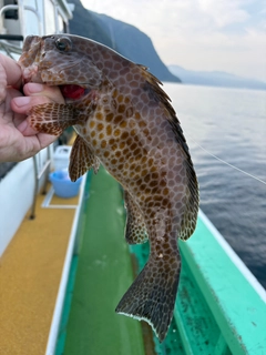 オオモンハタの釣果