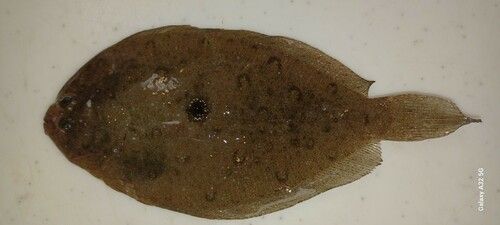 ソゲの釣果