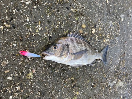 チヌの釣果