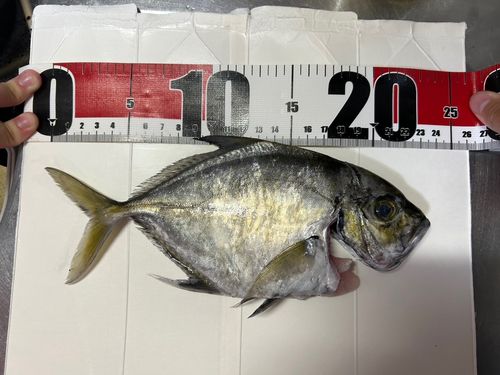 メッキの釣果