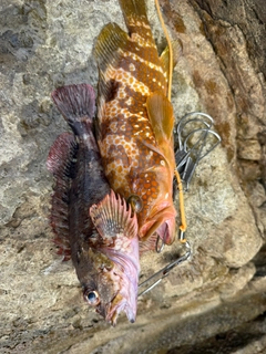キジハタの釣果