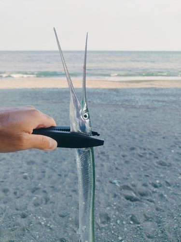 ダツの釣果