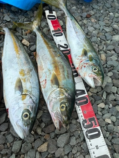 ヒラマサの釣果