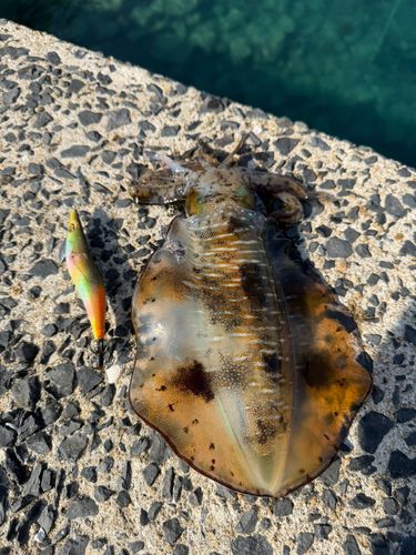 アオリイカの釣果