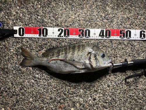 クロダイの釣果