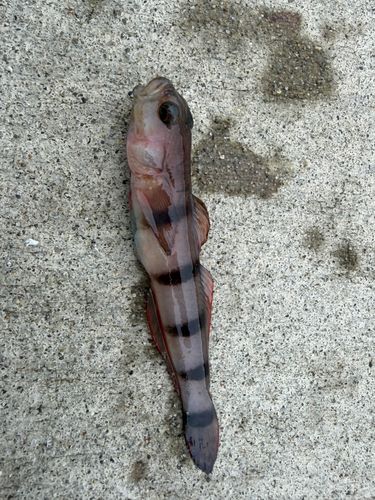 リュウグウハゼの釣果