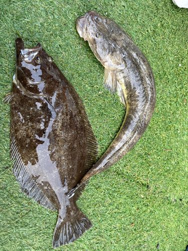 マゴチの釣果