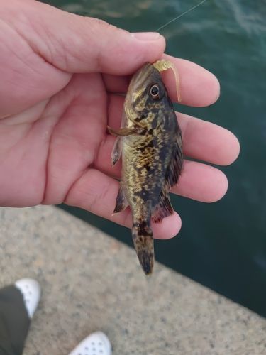 クロソイの釣果