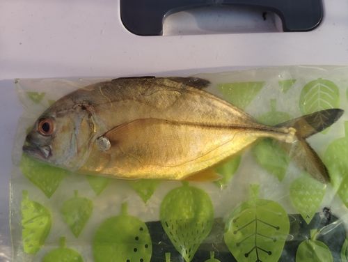 メッキの釣果