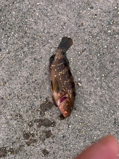 キジハタの釣果