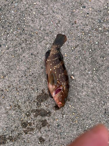キジハタの釣果
