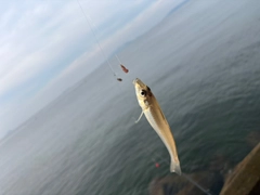 キスの釣果