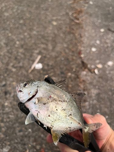 メッキの釣果