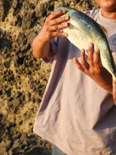 ハマチの釣果