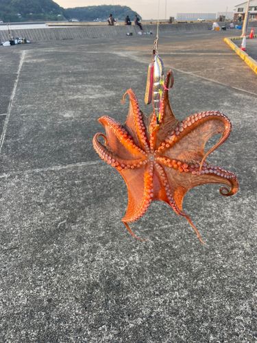 マダコの釣果
