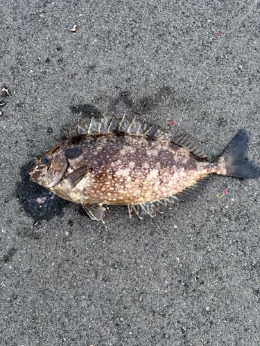 アイゴの釣果