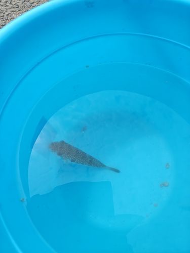 フグの釣果