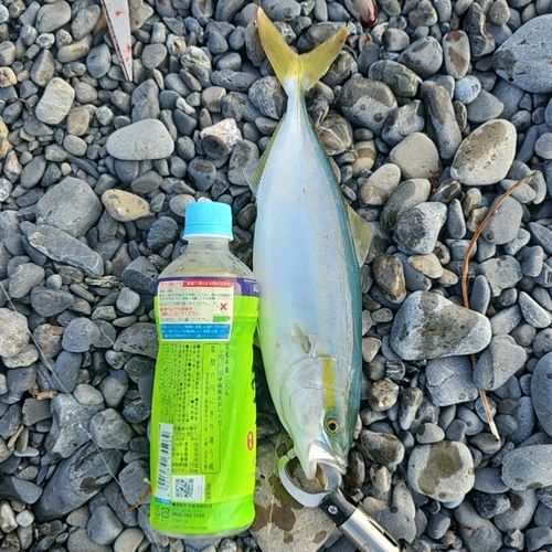 ワカシの釣果