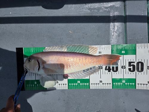 シロアマダイの釣果