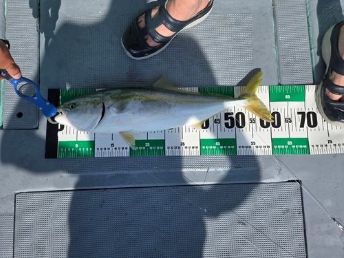 メジロの釣果