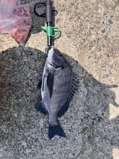 クロダイの釣果