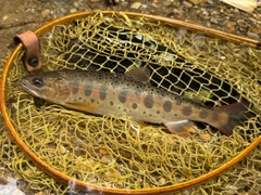 ヤマメの釣果