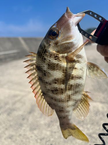タマンの釣果