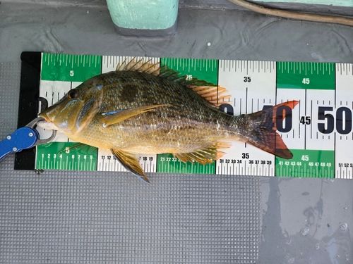 フエフキダイの釣果