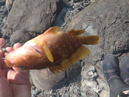 アコウの釣果