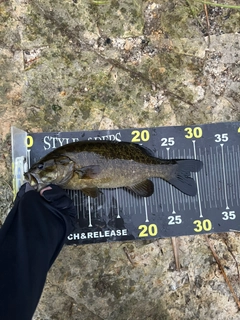 スモールマウスバスの釣果