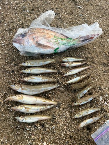 シロギスの釣果