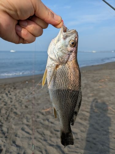 ニベの釣果
