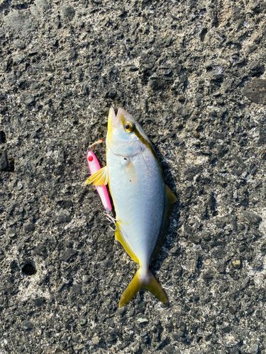 ショゴの釣果