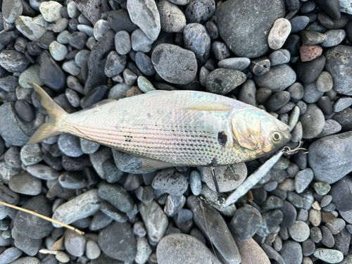 コノシロの釣果